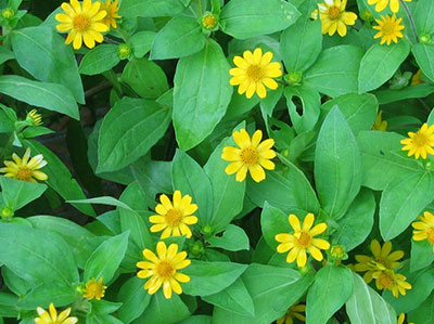 CÔNG TY TNHH THƯƠNG MẠI DỊCH VỤ KỸ THUẬT CƠ ĐIỆN PHÚC AN KHANG